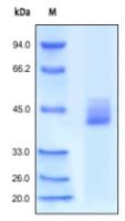 Human CXCR4, Fc Tag on SDS-PAGE under reducing (R) condition. The gel was stained overnight with Coomassie Blue. The purity of the protein is greater than 95%.